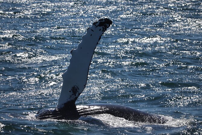 Reykjavik Whale Watching and Lava Show - Why This Combo Works in Reykjavík