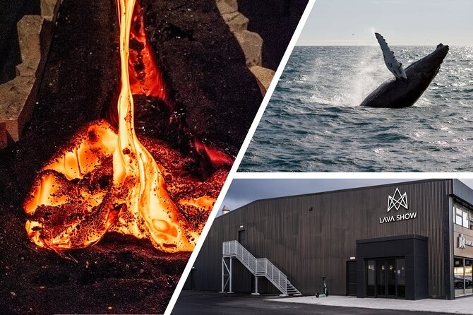 Reykjavik Whale Watching and Lava Show - Weather and the Whale-Sighting Reality Check