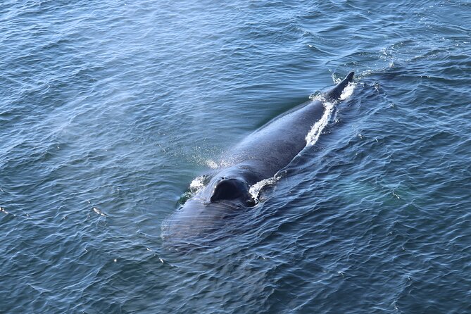 Reykjavik Whale Watching and Lava Show - Whale Watching From Geirsgata: How the Cruise Fits the Day