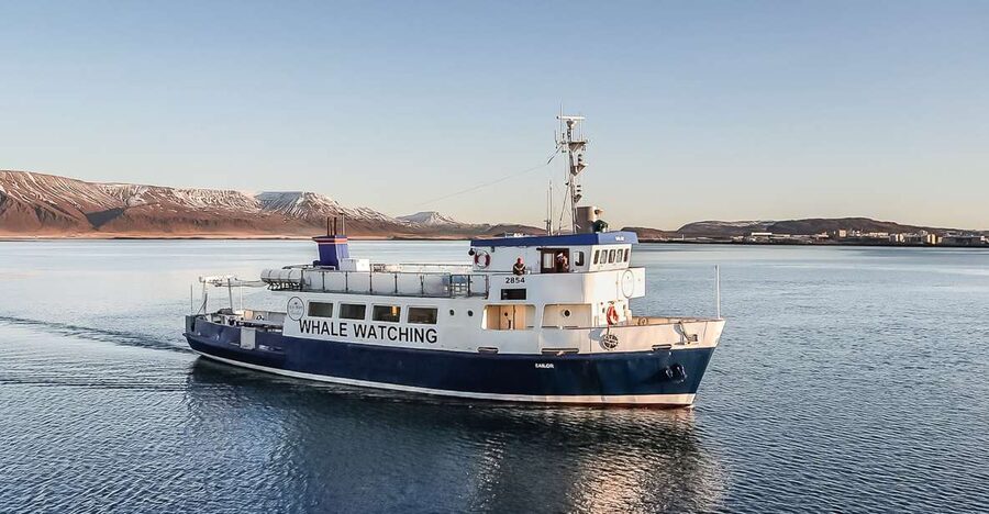 Reykjavík: Whale Watching and Marine Life Cruise - What You Can Spot in Faxaflói Bay (and What It Means)