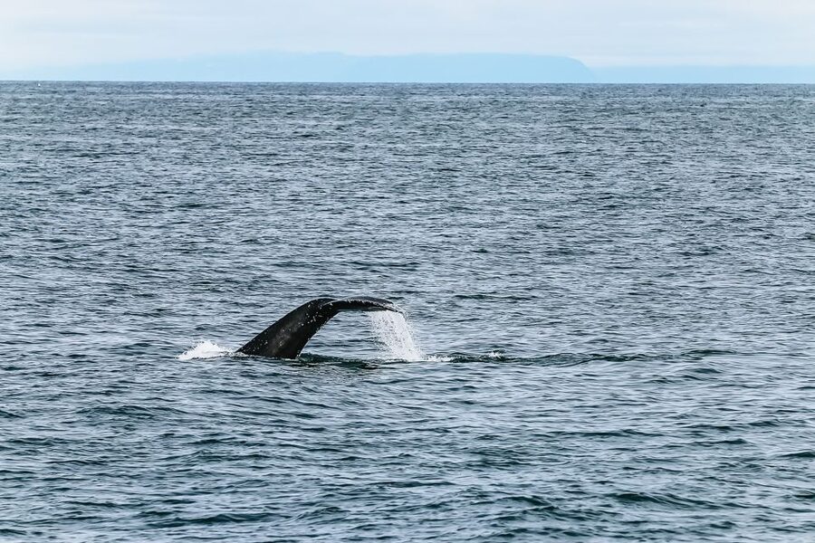 Reykjavík: Whale Watching and Marine Life Cruise - Heated Indoor Cabins, Outdoor Decks, and the Real Comfort Math