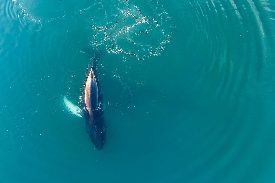 Reykjavík: Whale Watching and Marine Life Cruise - The Guide Factor: Spotting Systems and Whale Behavior
