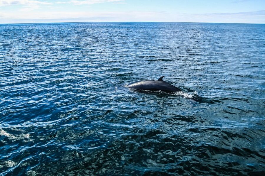 Reykjavík: Whale Watching and Marine Life Cruise - Respectful Wildlife Viewing: It’s Not About Getting Close