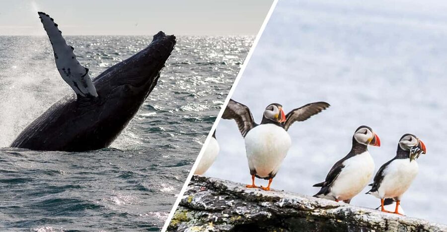 Reykjavik: Whale Watching and Puffin Excursion - Old Harbour to Atlantic: Your Departure Sets the Tone