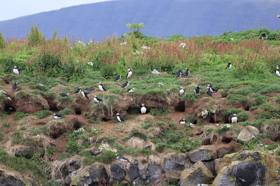 Reykjavik: Whale Watching and Puffin Excursion - The Puffin Island Stop: Why the Smaller Boat Changes Everything