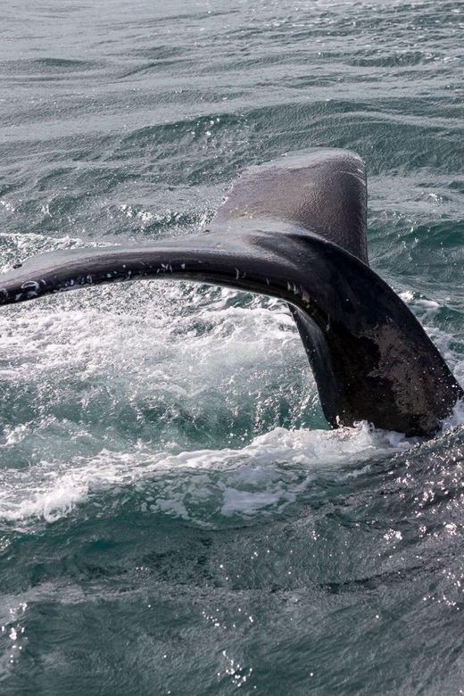 Reykjavik: Whale Watching and Puffin Excursion - Combo Timing: Two Separate Tours, Two Departures to Plan For