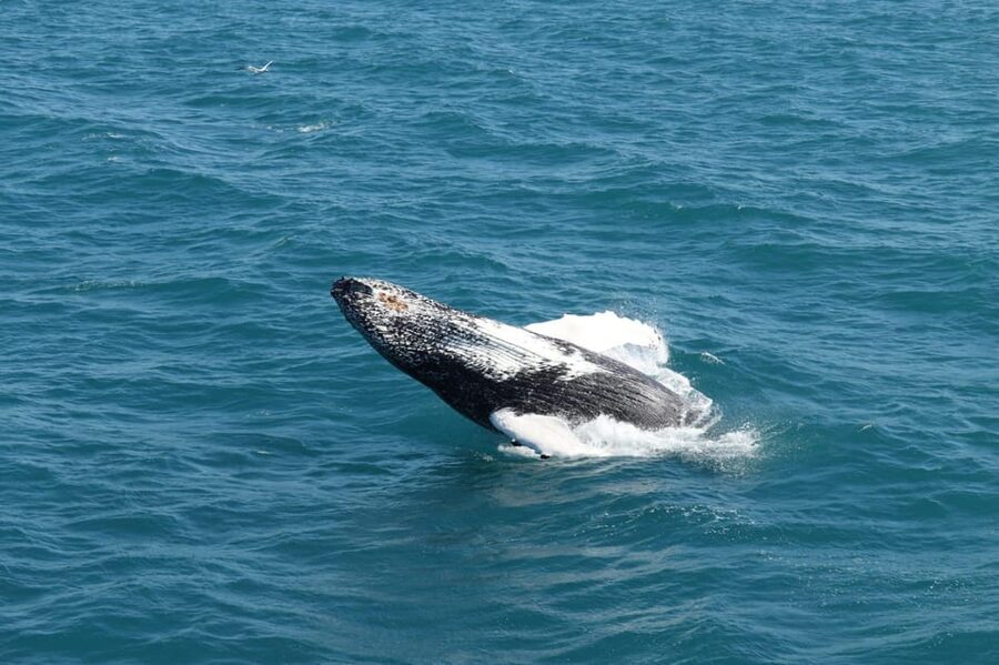 Reykjavik: Whale Watching and Puffin Excursion - Comfort, Gear, and Sea Reality: What to Bring (and What Helps)