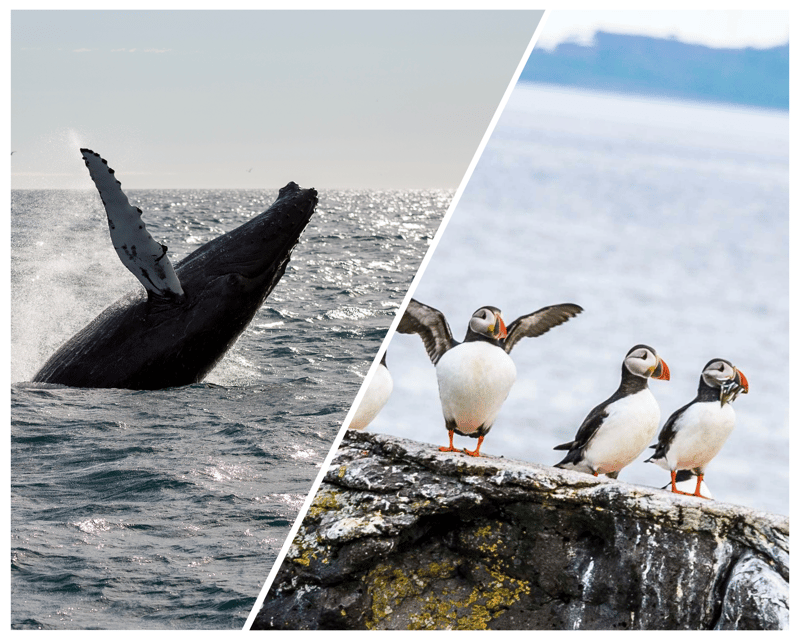 Reykjavik: Whale Watching and Puffin Excursion - When Weather Changes Plans: How to Think About the Risks