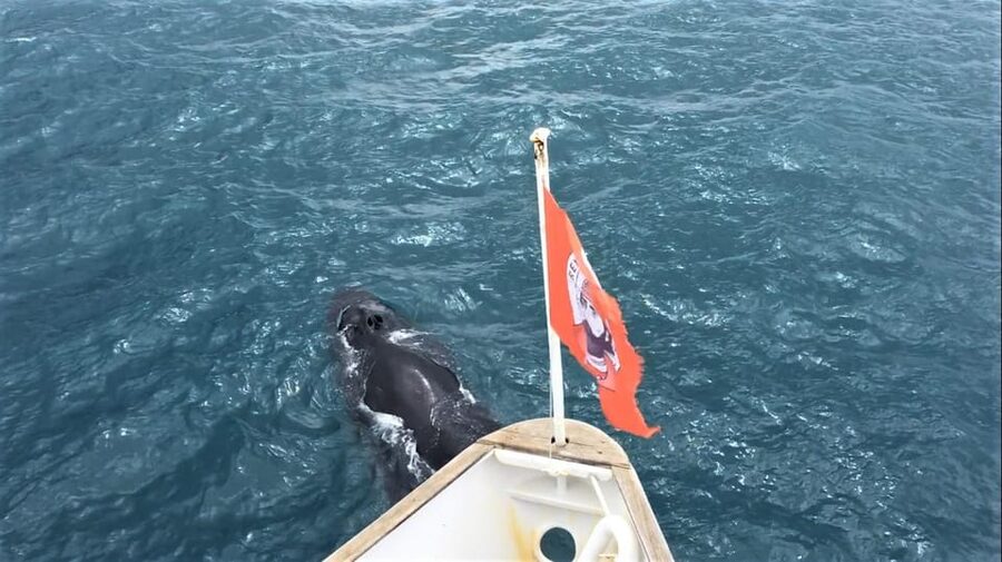 Reykjavik: Whale Watching and Puffin Excursion - Who Should Book This Reykjavik Whale Watching and Puffin Combo?