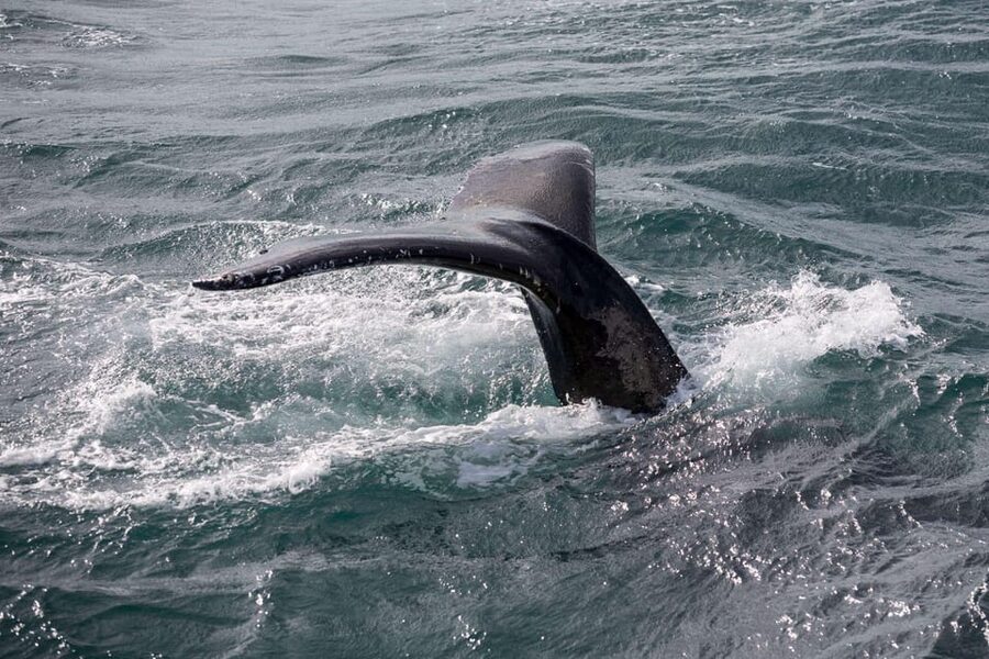 Reykjavik: Whale Watching and Puffin Excursion - Whale Watching at Sea: How You’ll Actually See Humpbacks and Minke Whales
