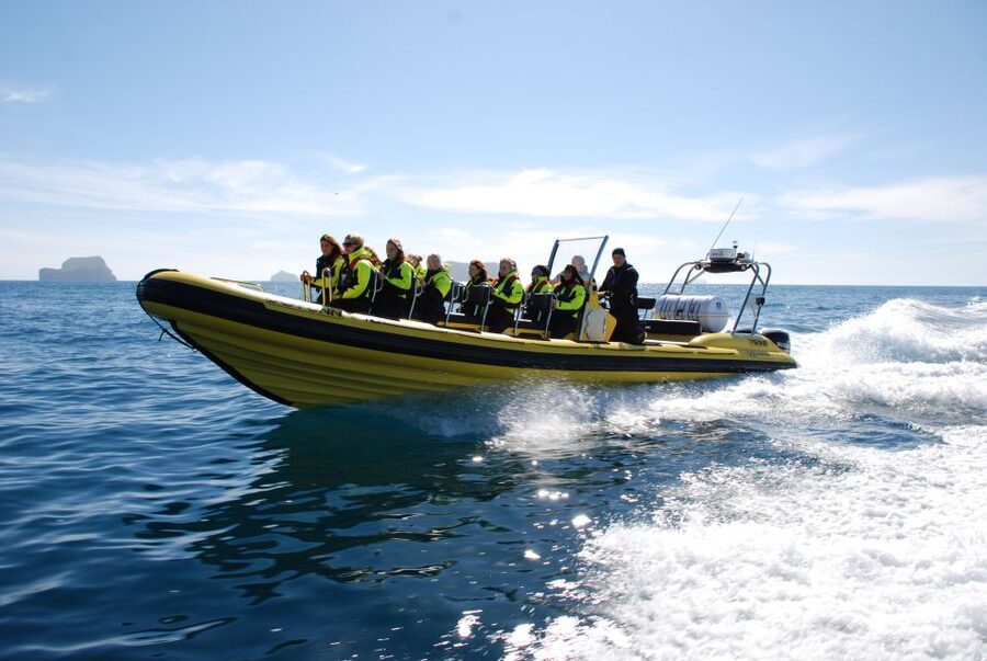 Reykjavik: Whale Watching by RIB Speedboat - How the 12-Seat Boat Changes Your Odds (and Your Comfort)