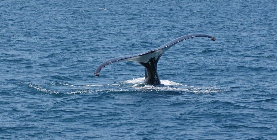 Reykjavik: Whale Watching by RIB Speedboat - Weather and Wind: What to Wear (So You Don’t Hate Life)