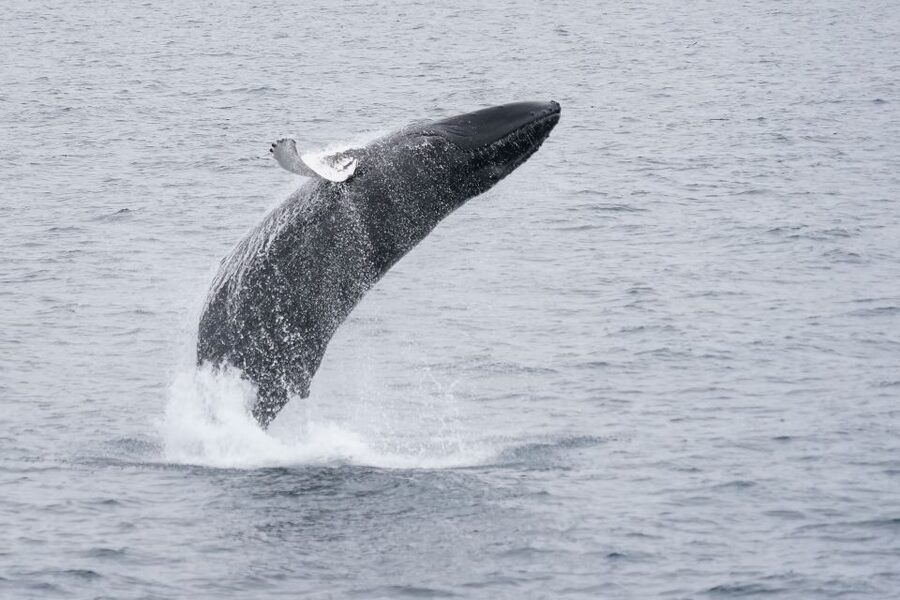 Reykjavik: Whale Watching by RIB Speedboat - Who This Tour Fits Best (and Who Should Skip It)