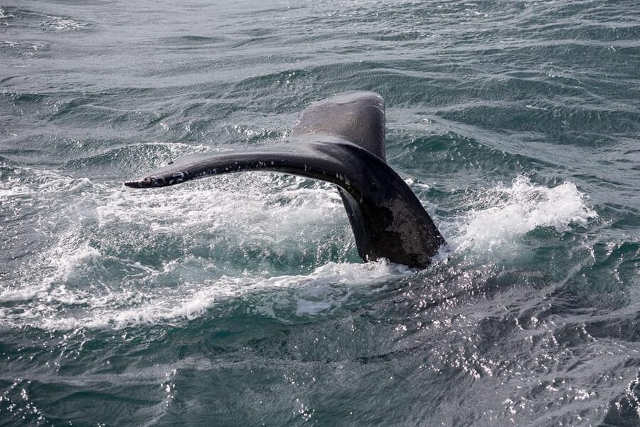 Reykjavík: Whale Watching Cruise and FlyOver Combo Ticket - Key things to know before you go