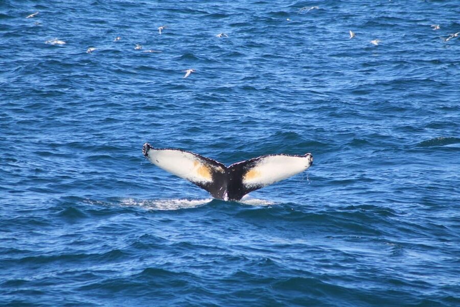 Reykjavík: Whale Watching Cruise and FlyOver Combo Ticket - A combo that stacks two very different kinds of Iceland