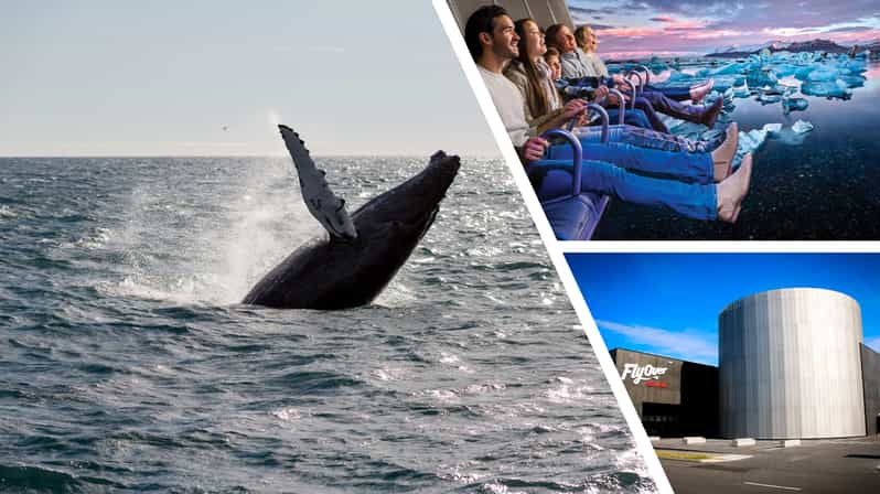 Reykjavík: Whale Watching Cruise and FlyOver Combo Ticket - On the water with Reykjavik Sailors: how whale spotting works