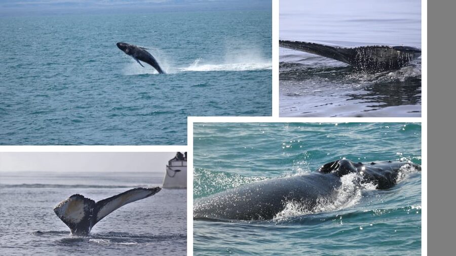 Reykjavík: Whale Watching Cruise and FlyOver Combo Ticket - Meeting at Special Tours office and getting boat-ready