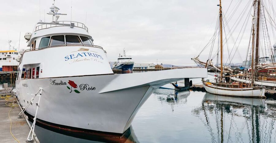 Reykjavík: Whale Watching Cruise on the Amelia Rose Yacht - Key Things I Think You’ll Enjoy Most