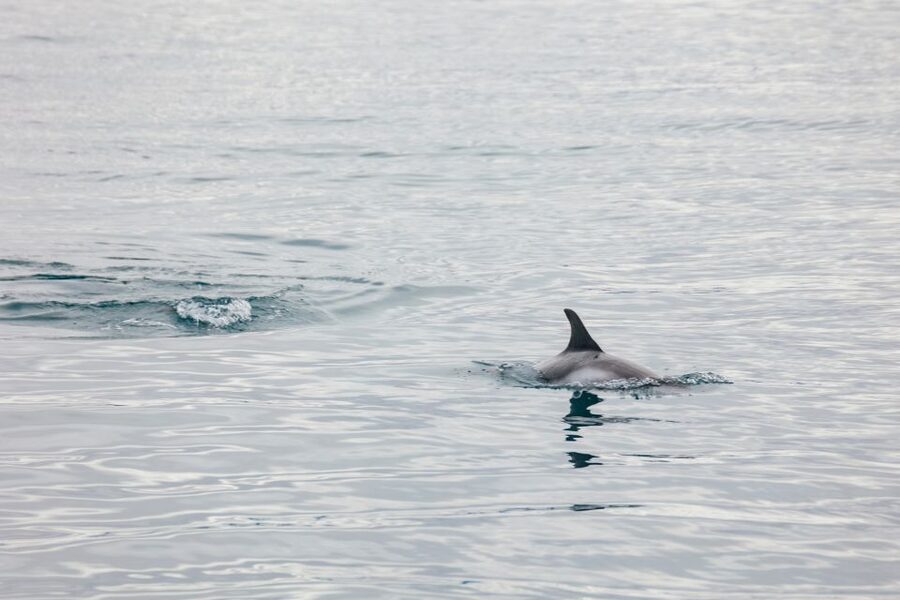 Reykjavík: Whale Watching Cruise on the Amelia Rose Yacht - Price and Value: What You’re Paying For at About $107