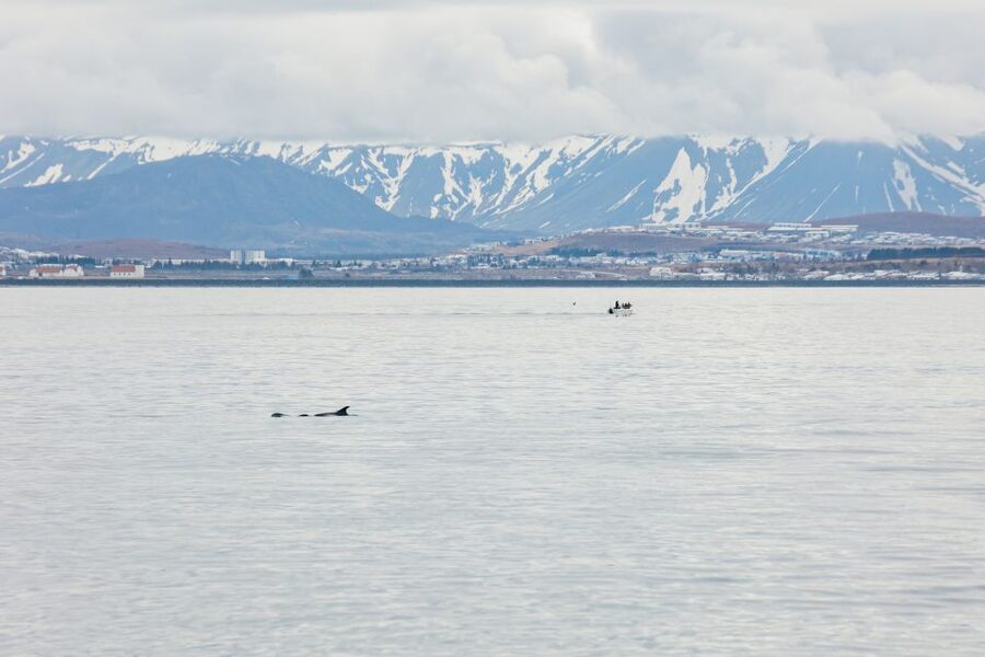 Reykjavík: Whale Watching Cruise on the Amelia Rose Yacht - How Deck Design Helps You Actually See More