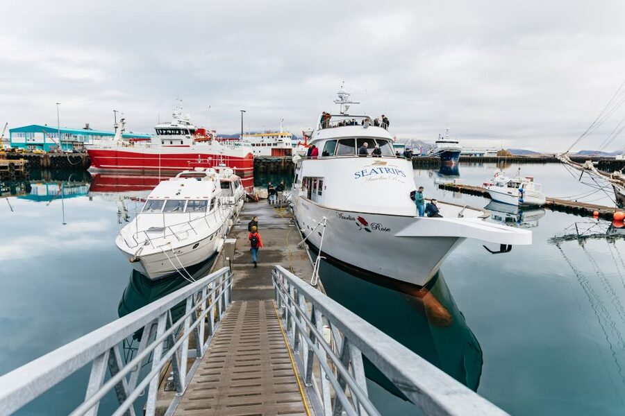 Reykjavík: Whale Watching Cruise on the Amelia Rose Yacht - Guides and the Hunt for Surface Signs