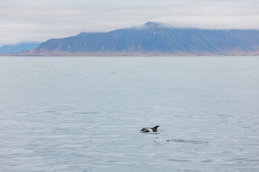 Reykjavík: Whale Watching Cruise on the Amelia Rose Yacht - Old Harbour House Check-In: Get Ready Before You Cast Off