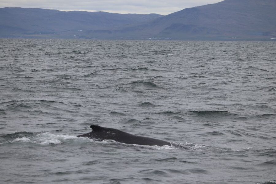 Reykjavik: Whale Watching Excursion & Whale Exhibition - Key things to know before you go