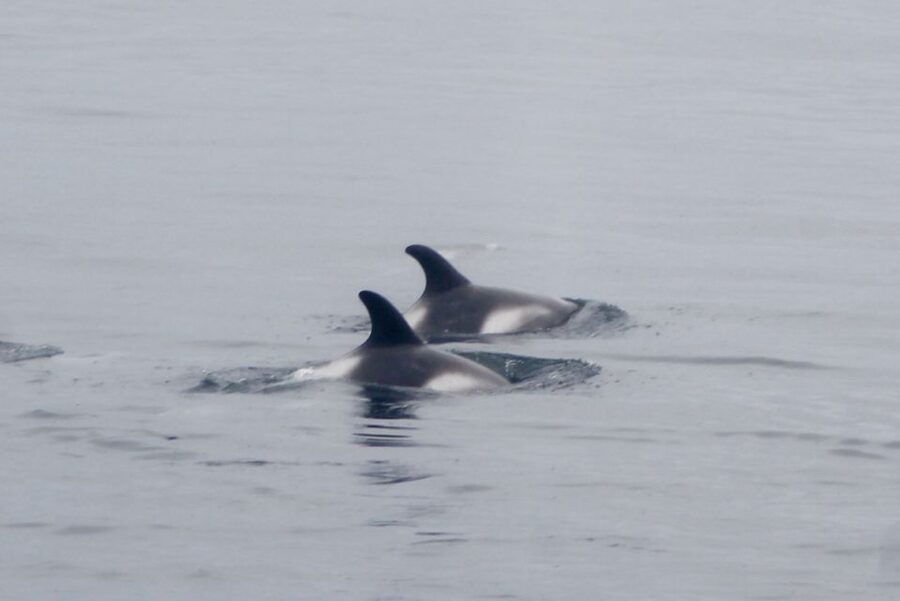 Reykjavik: Whale Watching Excursion & Whale Exhibition - Should you book this Reykjavik whale watching + Whales of Iceland combo?