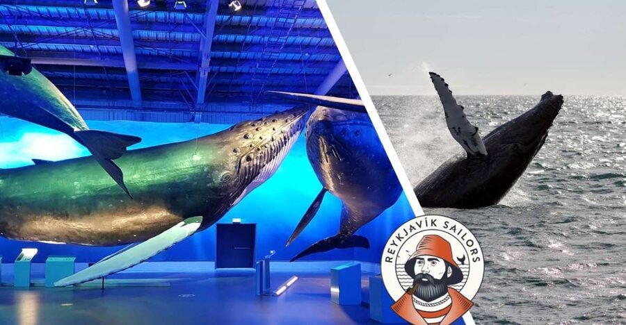 Reykjavik: Whale Watching Excursion & Whale Exhibition - Reykjavik whale watching starts in the city, not far away