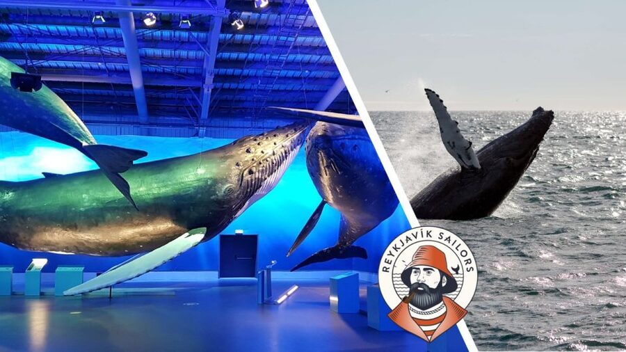 Reykjavik: Whale Watching Excursion & Whale Exhibition - What you can actually spot off Reykjavik: whales, dolphins, and harbor porpoises