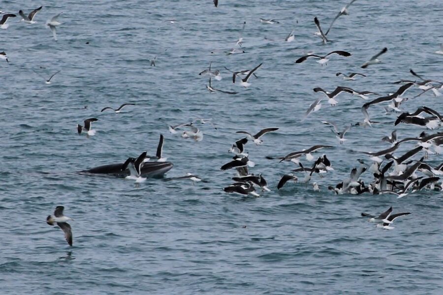 Reykjavik: Whale Watching Excursion & Whale Exhibition - The best part may be the follow-up: Whales of Iceland exhibition