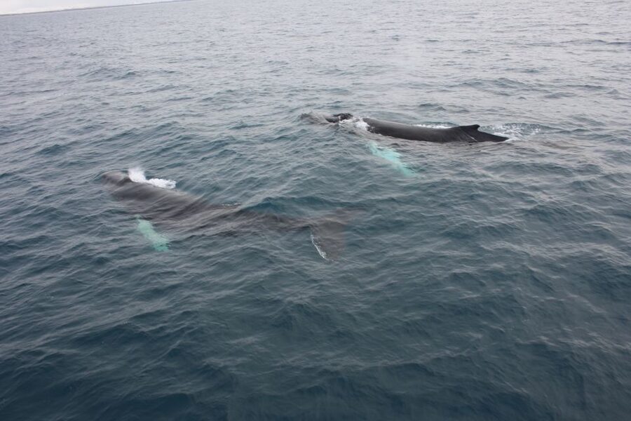 Reykjavik: Whale Watching Excursion & Whale Exhibition - Why the timing and ticket design make sense