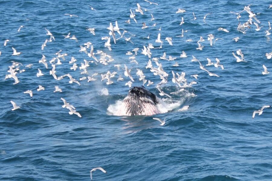 Reykjavik: Whale Watching Excursion & Whale Exhibition - Price and value: what you’re paying for at $160 per person
