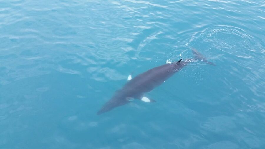 Reykjavik: Whale Watching Excursion & Whale Exhibition - Who this trip fits best in your Reykjavik plan