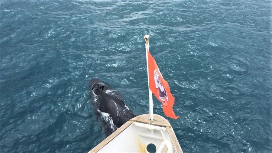 Reykjavik: Whale Watching Excursion & Whale Exhibition - Quick practical tips so you get more from the day
