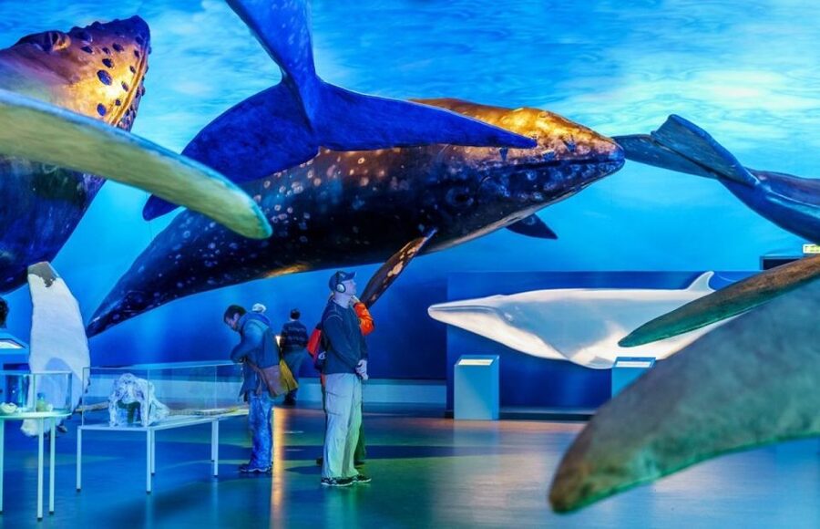 Reykjavik: Whale Watching Excursion & Whale Exhibition - Comfort on a choppy Atlantic: warm overalls, heated cabins, and real basics