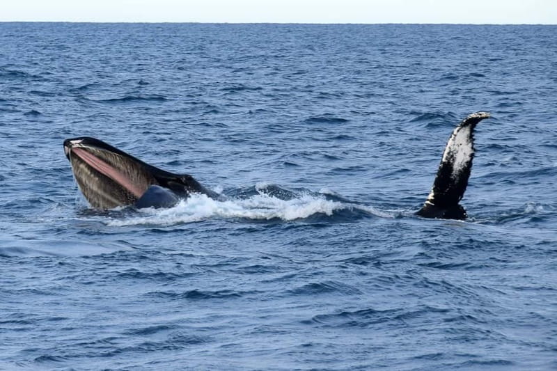 Reykjavik: Whale Watching Express - Key Things You’ll Notice On This Whale Watching Express
