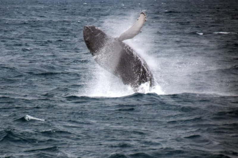 Reykjavik: Whale Watching Express - Old Harbor Starts The Clock: Location And First Impressions