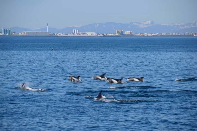 Reykjavik: Whale Watching Express - What You’re Likely To See: Whales, Dolphins, Porpoises, And Birds