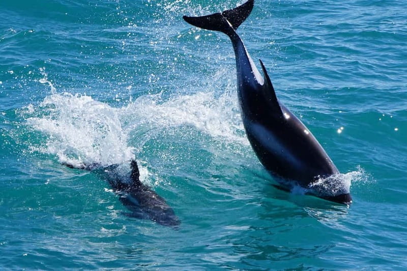 Reykjavik: Whale Watching Express - Guide Energy And The Tracking Game (Names You May Hear)