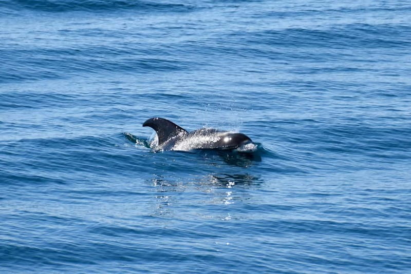 Reykjavik: Whale Watching Express - Price And Value: Is $106 Reasonable For 2 Hours?