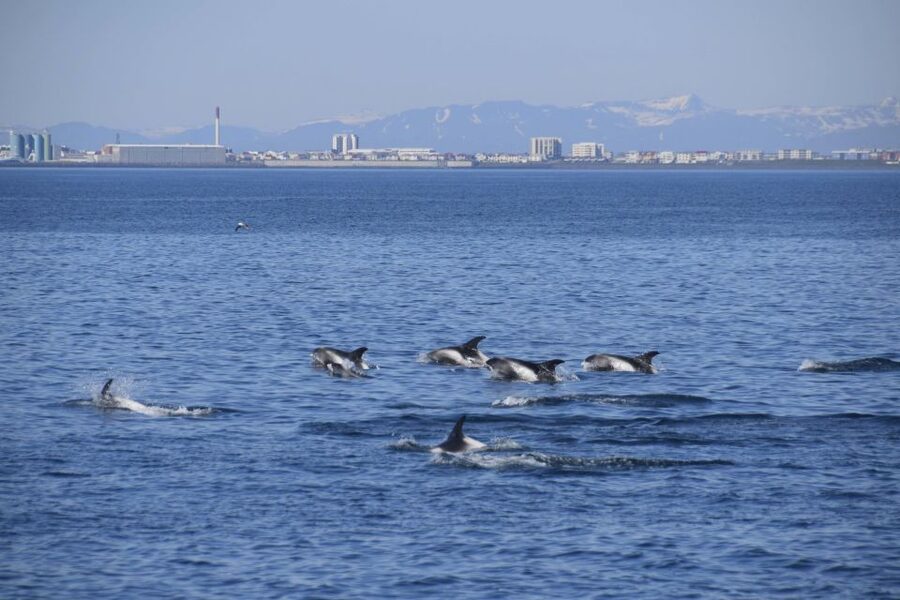 Reykjavik: Whale Watching Express - Scheduling Tips: How To Fit This Into Your Day
