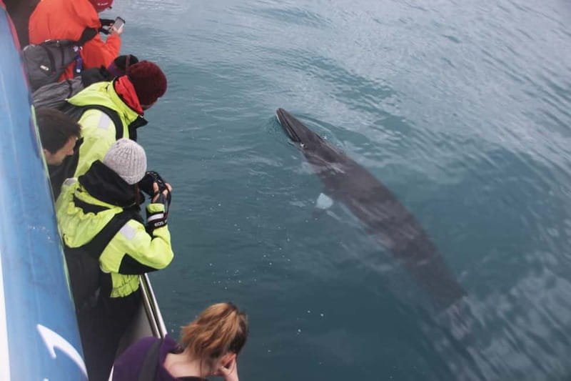 Reykjavik: Whale Watching Express - Who Should Book This Express Whale Watch?