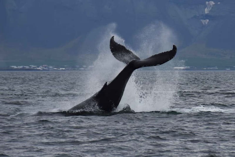 Reykjavik: Whale Watching Express - The 20–30 Minute Ride Out: Why Express Speed Is A Big Deal