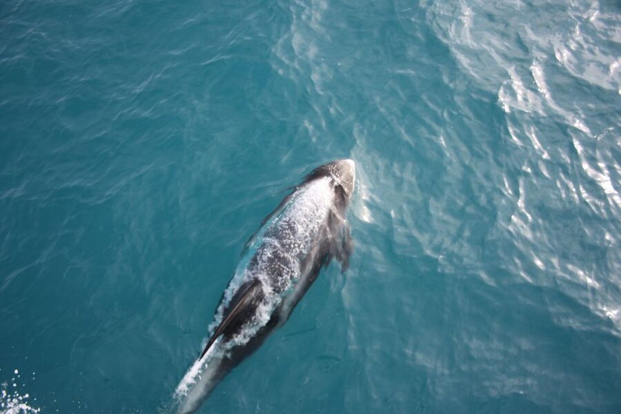 Reykjavik: Whale Watching in Faxaflói Bay & Live Lava Show - Key Points You’ll Actually Care About