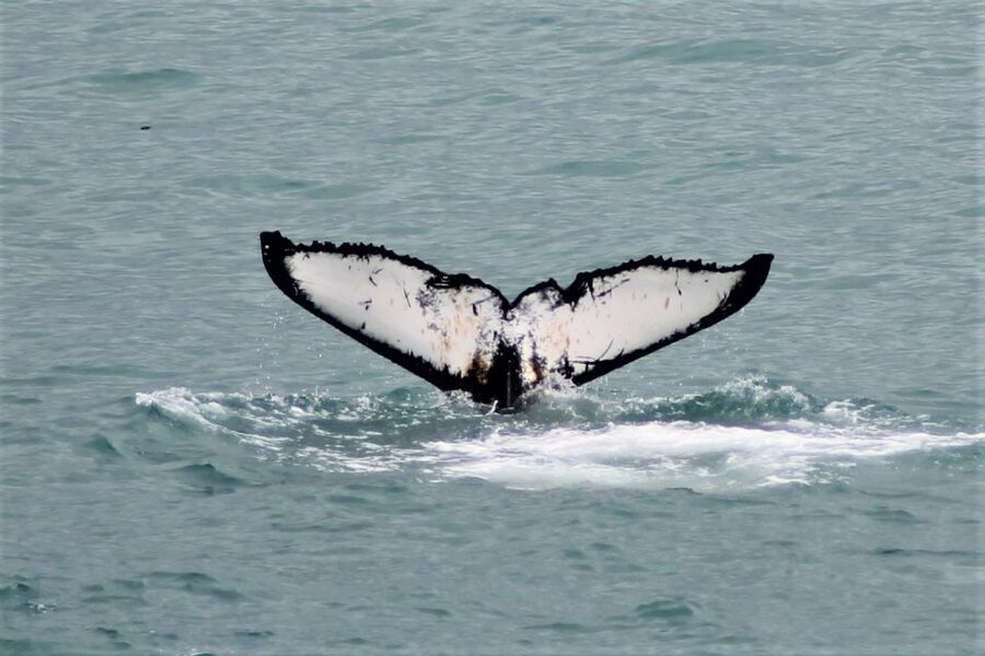 Reykjavik: Whale Watching in Faxaflói Bay & Live Lava Show - Whale Sightings, No-Shows, and Your Best Plan B