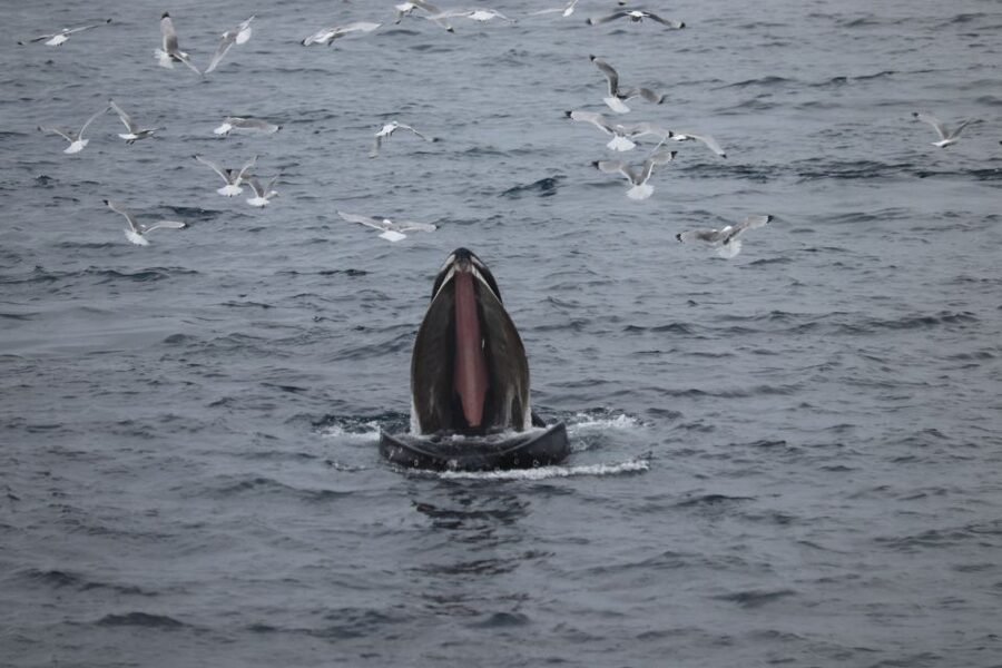 Reykjavik: Whale Watching in Faxaflói Bay & Live Lava Show - Value for $154: What You’re Paying For (and What You’re Not)