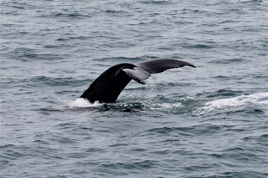 Reykjavik: Whale Watching in Faxaflói Bay & Live Lava Show - Should You Book This Tour or Skip It?
