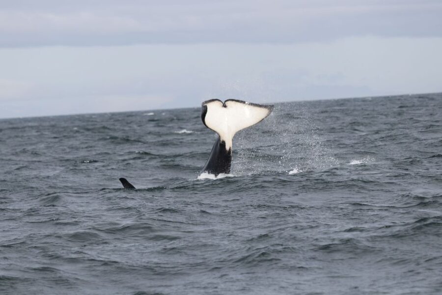 Reykjavik: Whale Watching in Faxaflói Bay & Live Lava Show - The Boat Day in Reykjavík: Warm Gear, Indoor Comfort, and Real Time Scanning