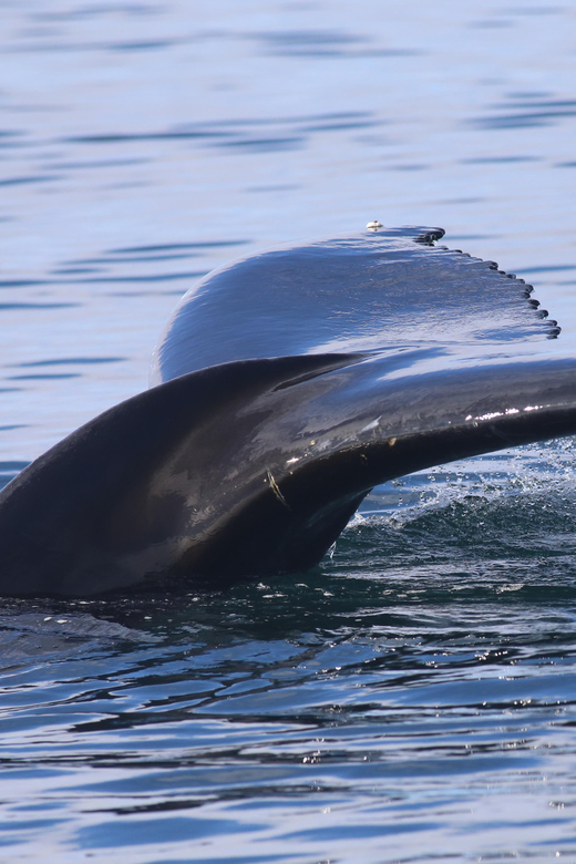 Reykjavik: Whale Watching Morning Expedition - Key Points to Know Before You Go